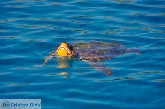 Caretta Carteaa Zeeschildpad
